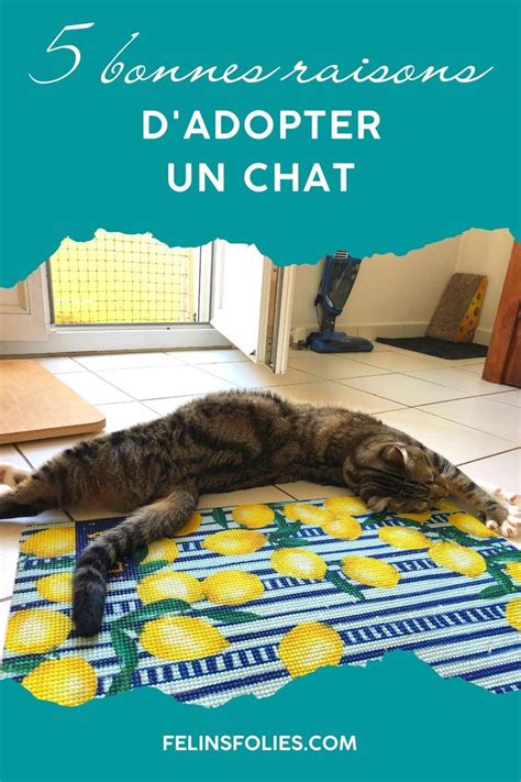 Super Bonnes Raisons D Adopter Un Chat Artofit