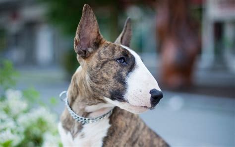 Bull Terrier Dog Breed Characteristics And Care