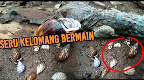 KELOMANG BERMAIN DI LUMPUR PASIR CANGKANG BEKICOT SIPUT DAN MENCARI