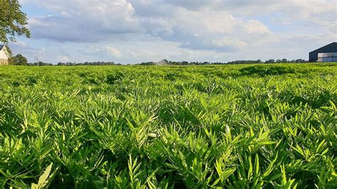 DSV Zaden Fotoserie Effectief Aaltjes Bestrijden Met Tagetes