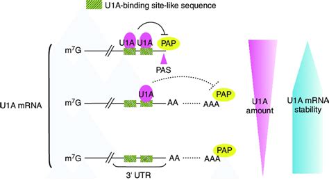 | U1A autoregulates its expression. Two molecules of U1A bind to the 3 ...