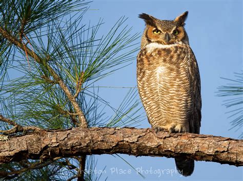 Great Horned Owl Owls Nesting In Tall Pine Trees Next To T Flickr