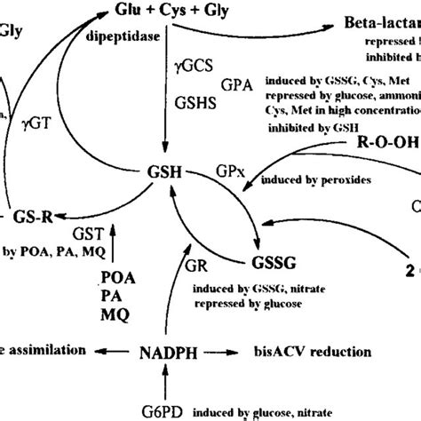 Synthesis And Degradation Of GSH Via The G Glutamyl Cycle 1