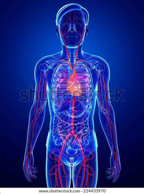 Illustration Male Circulatory System Stock Illustration 224433970