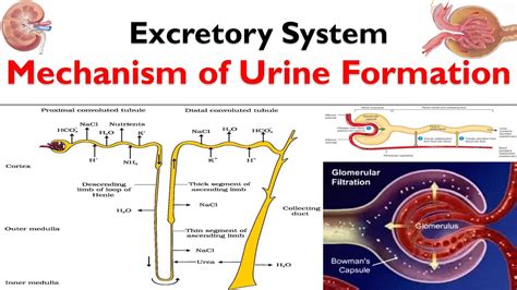 Urine Formation Mechanism Of Urine Formation Excretory System Net