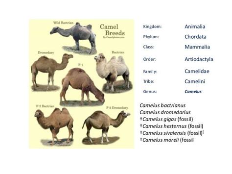 The origin of camel and camel breeds in Ethiopia