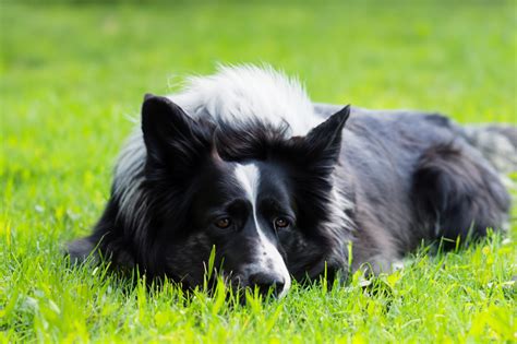 Spinal Disease In Dogs Ivdd