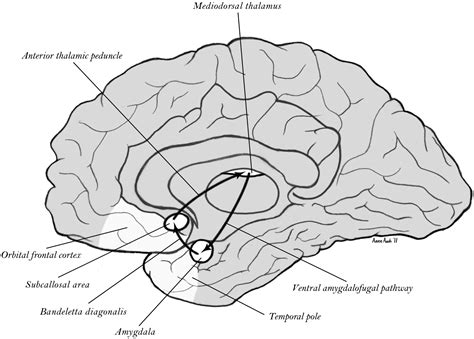 Neurophysiological Mechanisms Of Implicit And Explicit Memory In The