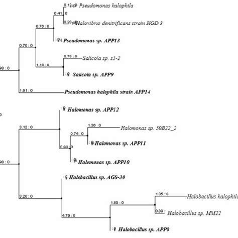 Phylogenetic Tree Showing The Relationship Among 16s Rrna Gene