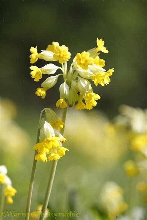 Cowslip flowers photo WP35675