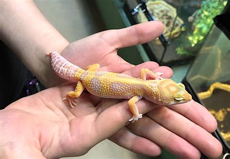 Leopard Gecko Albino Tremper