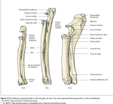 R Dio E Ulna Gato C O Su No Medicina Veterin Ria Cursos De