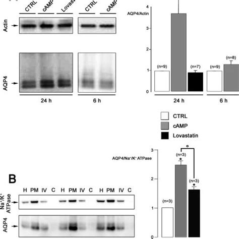 Lfa Cd A Cd Mediated Thp Cell Adhesion To Icam A Thp