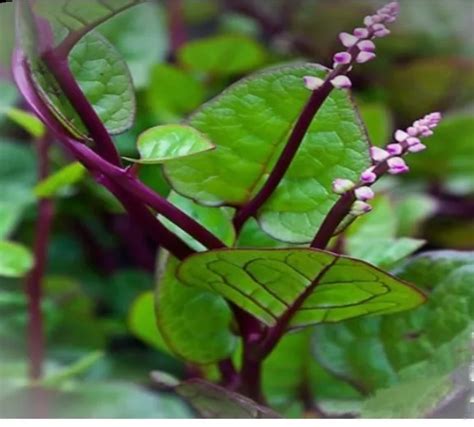 Red Malabar Spinach Alugbati 100 Seeds Per Order Ready For Planting