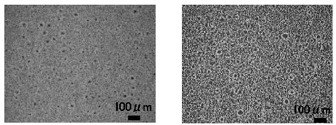 Microstructures Of Alumina Ceramics Examined With Optical Transparent