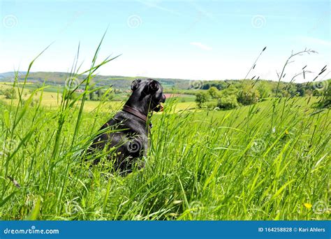 Black Dog Sitting In Tall Grass With Trees And Hills In The Background