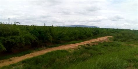 ΑPC bamboo Plantations Bao Lala Africa Plantation Capital Flickr