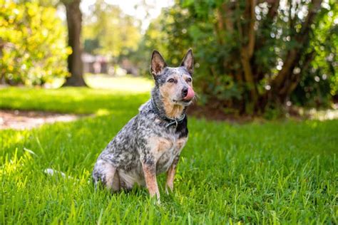 Queensland Heeler | Breed Information, Pictures, Traits & Facts