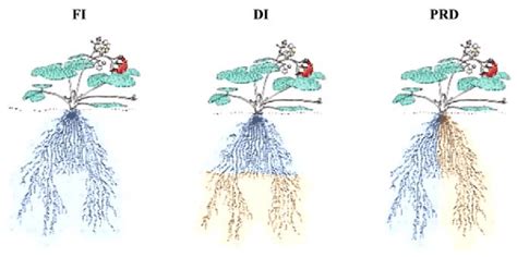 Schematic Of The Irrigation Pattern In Fi Di And Prd After Davies