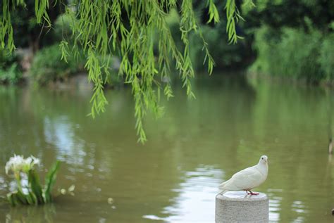 Holub Jezero Fotografie Zdarma Na Pixabay Pixabay