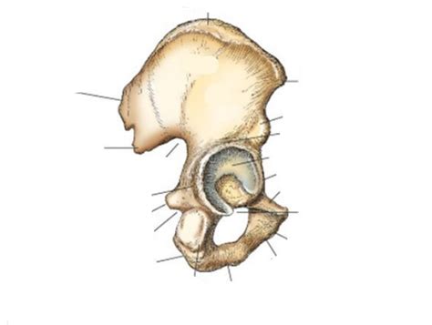 RT 123 Chapter 8 - Pelvis & Hip: Hip Bone Diagram Diagram | Quizlet