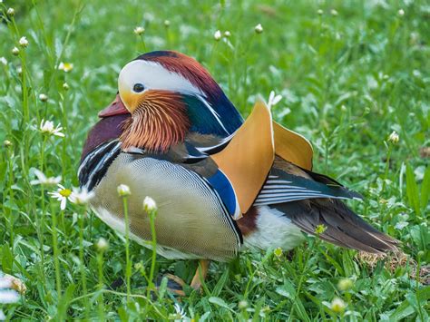 Mandarinente Ente Wasservogel Kostenloses Foto Auf Pixabay