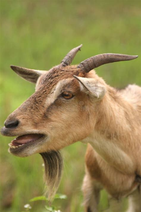 Billy Goat Stock Photo Image Of Beard Nature Horns Sweet 200814