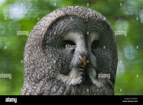 Great Grey Owl Strix Nebulosa Stock Photo Alamy