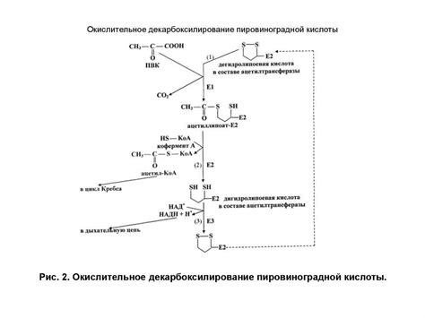 Общий путь катаболизма - online presentation