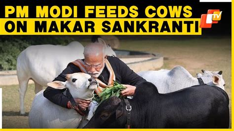 Pm Modi Feeds Cows At His Residence On Makar Sankranti Youtube