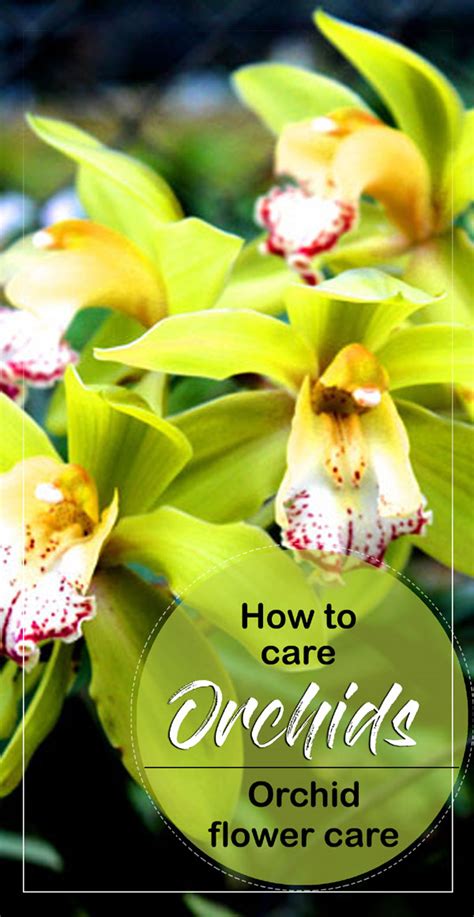 Orchids care | How to care Orchid | Orchid flower care - Naturebring