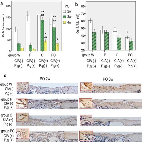 A Osteoclast Number Decalcified Bone Area Oc N Area At Each Time Download Scientific