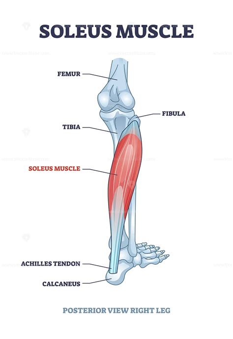 Soleus Muscle Diagram