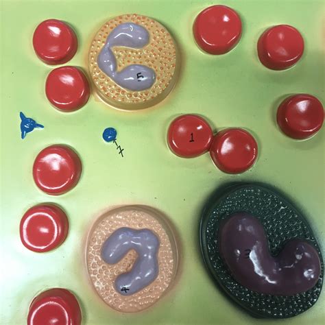 Hematology 2 Practical 3 Diagram Quizlet