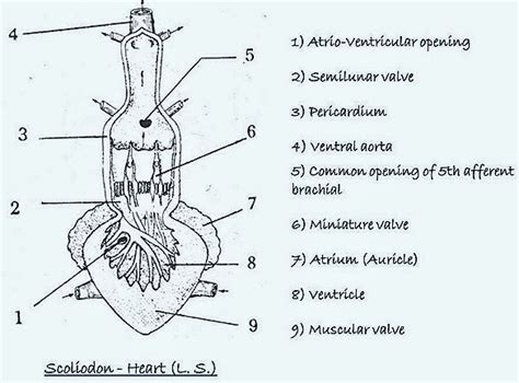 FROG HEART STRUCTURE FISH HEART STRUCTURE –COMPARATIVE ANATOMY