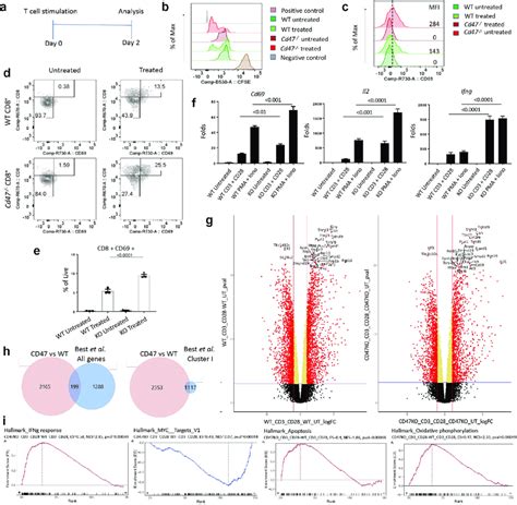 Cd47 Regulates Proliferation And Activation Of Cd8 T Cells A Download Scientific Diagram