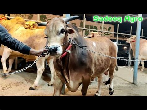 Gray Brahman Bull Sadeeq Agro Sadeeq Agro Collection Deshal