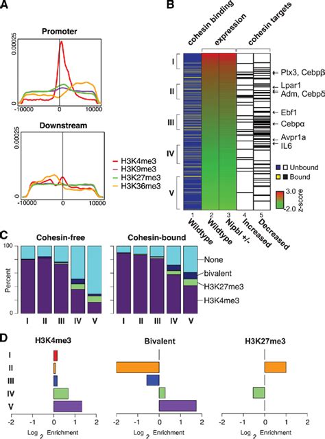 Enrichment Of H K Me At The Promoters Of Cohesin Bound Genes A