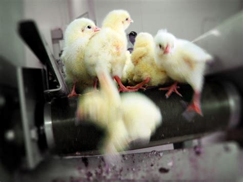 Germany First To Ban Chick Shredding Green Left