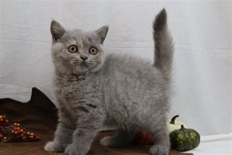 Kitten Blue Cream British Shorthair Ouachita British Shorthairs