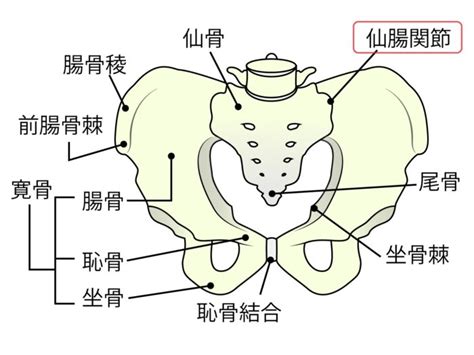 座ると右お尻の骨が当たる動くと違和感がという方へ さんぽ整骨鍼灸マッサージ院