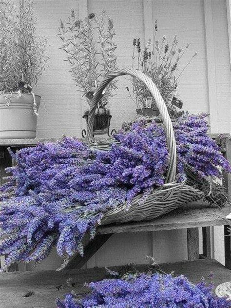 Pin By Renee Vaga On Good Morning Good Night Lavender Decor Lavender