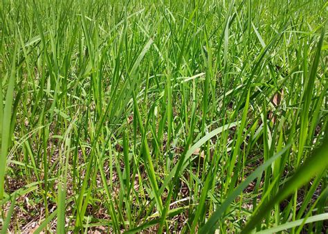 Fotos gratis naturaleza césped prado pradera hoja flor follaje