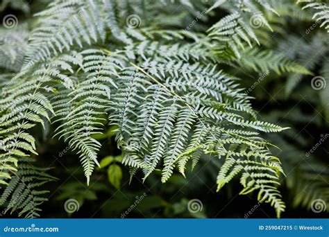 Captura Aproximada De Folhas De Samambaia Verde Ideal Para Fundo Imagem