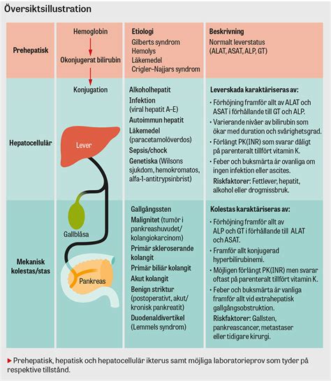 Abc Om Ikterus Hos Vuxna