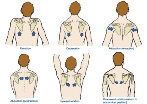 4 Scapular Stabilization Exercises [Build Rock Solid Shoulders]