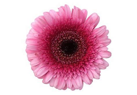 10 Mini Gerbera Isabelle Pink 4 49 Bezahlbare Blumen De