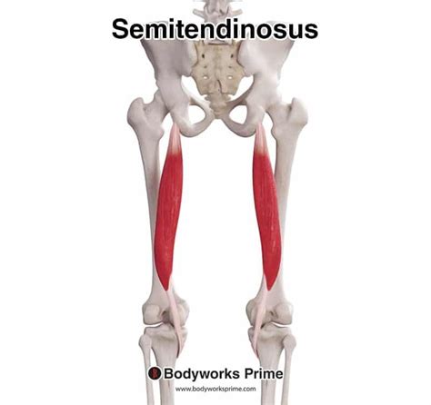 Semitendinosus Muscle Anatomy Bodyworks Prime