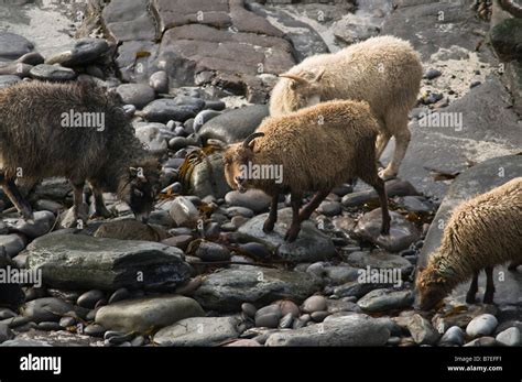 dh NORTH RONALDSAY ORKNEY Seaweed eating sheep rocky beach shore Stock Photo - Alamy