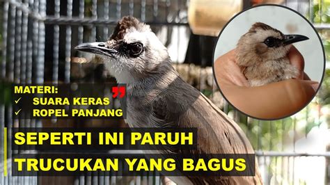 Ciri Ciri Paruh Trucukan Ombyokan Yang Bagus Dan Prospek Ropel Panjang